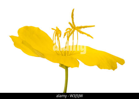 Onagre commune flower isolated on white Banque D'Images