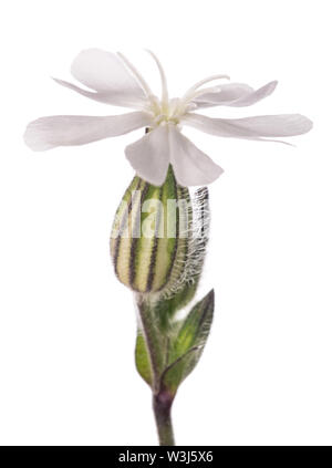 White campion Silene (fleurs) latifoglia isolated on white Banque D'Images