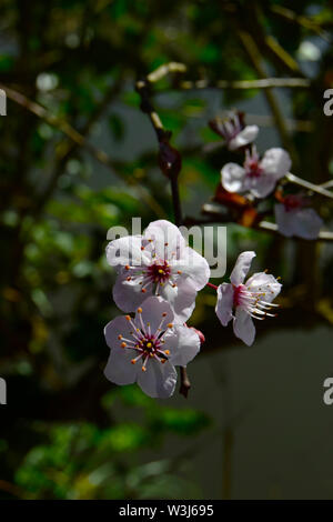 White cherry blossom ( Prunus x yedoensis ) close-up Banque D'Images