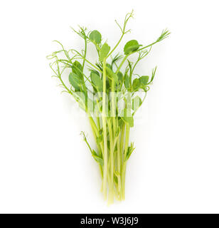 Bouquet de pousses fraîches microgreens sur fond blanc. La nourriture végétalienne saine à la mode. Banque D'Images