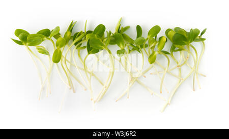 Rangée de pousses fraîches microgreens sur fond blanc. Des aliments sains à la mode Banque D'Images