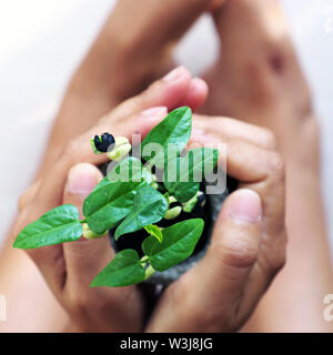 Human hands hold plants pour la protection de l'environnement, l'accent sur le concept de l'usine vert, blanc sur fond flou en vue de dessus Banque D'Images