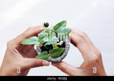 Human hands hold plants pour la protection de l'environnement, l'accent sur le concept de l'usine vert, blanc sur fond flou en vue de dessus Banque D'Images