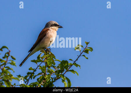 Red-cuit, Neuntöter pie-grièche grise (Lanius collurio) Männchen Banque D'Images