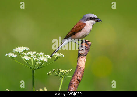 Red-cuit, Neuntöter pie-grièche grise (Lanius collurio) Männchen Banque D'Images