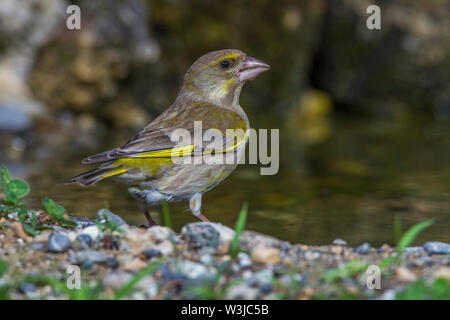 Verdier d'Europe, Grünfink (Carduelis chloris) trinkend Banque D'Images