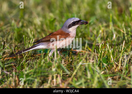 Red-cuit, Neuntöter pie-grièche grise (Lanius collurio) Männchen Banque D'Images