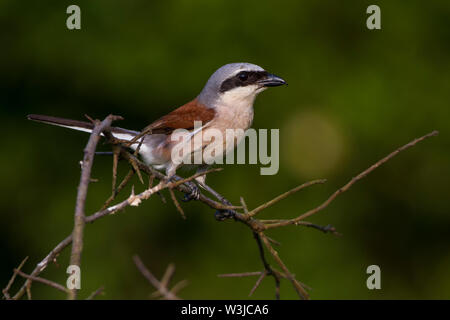 Red-cuit, Neuntöter pie-grièche grise (Lanius collurio) Männchen Banque D'Images