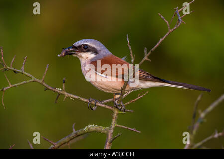 Red-cuit, Neuntöter pie-grièche grise (Lanius collurio) Männchen Banque D'Images