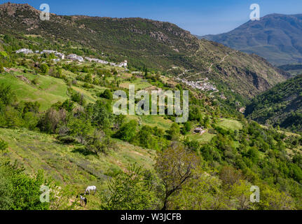 Villages de Pampaneira, Bubion et plus de Barranco de Poqueira ravin, vue de Capileira, Las Alpujarras, province de Grenade, Andalousie, Espagne Banque D'Images