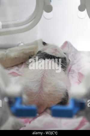 (190716) -- CHONGQING, 16 juillet 2019 (Xinhua) -- Photo prise le 16 juillet 2019 montre un nouveau-né dans un zoo panda cub dans le sud-ouest de la municipalité de Chongqing en Chine. Deux pandas géants dans un zoo à Chongqing a donné naissance à deux paires de jumeaux le 23 juin. Panda femelle Lanxiang, 17 ans, a donné naissance à une paire d'oursons mâle au petit matin du 23 juin, pesant 167 grammes et 115, respectivement. Une autre femelle panda, Mangzai, a donné naissance à une paire d'oursons femelles dans l'après-midi le même jour, la mesure 142 et 160 grammes, respectivement. (Xinhua/Wang Quanchao) Banque D'Images