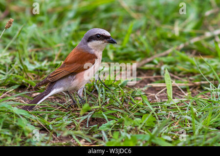 Red-cuit, Neuntöter pie-grièche grise (Lanius collurio) Männchen Banque D'Images