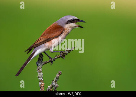 Red-cuit, Neuntöter pie-grièche grise (Lanius collurio) Männchen Banque D'Images