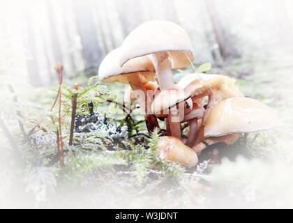 Champignons des bois avec un toucher doux Banque D'Images