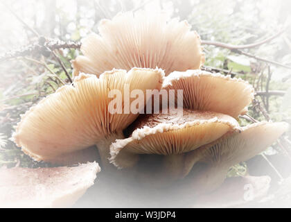 Champignons des bois avec un toucher doux Banque D'Images