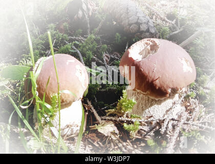 Champignons des bois avec un toucher doux Banque D'Images