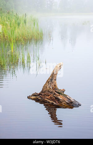 Vieil arbre log dans l'eau à un lac Banque D'Images