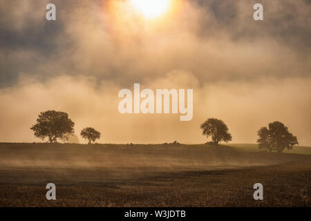 Matin brouillard sur un champ avec des silhouettes d'arbres et le soleil Banque D'Images