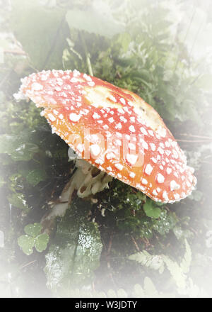 Champignons des bois avec un toucher doux Banque D'Images