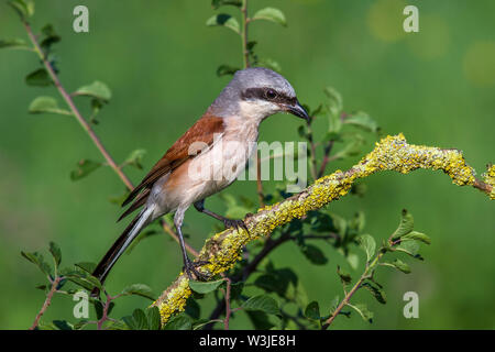 Red-cuit, Neuntöter pie-grièche grise (Lanius collurio) Männchen Banque D'Images