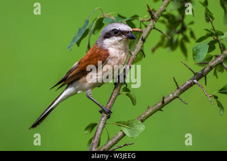 Red-cuit, Neuntöter pie-grièche grise (Lanius collurio) Männchen Banque D'Images