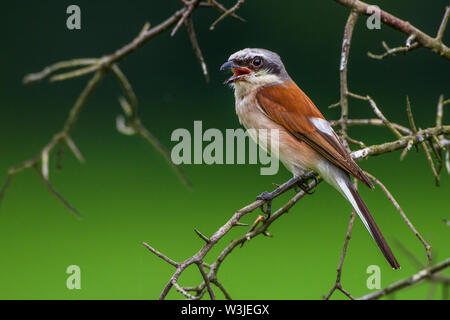 Red-cuit, Neuntöter pie-grièche grise (Lanius collurio) Männchen Banque D'Images