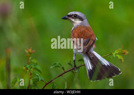 Red-cuit, Neuntöter pie-grièche grise (Lanius collurio) Männchen Banque D'Images