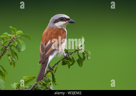 Red-cuit, Neuntöter pie-grièche grise (Lanius collurio) Männchen Banque D'Images