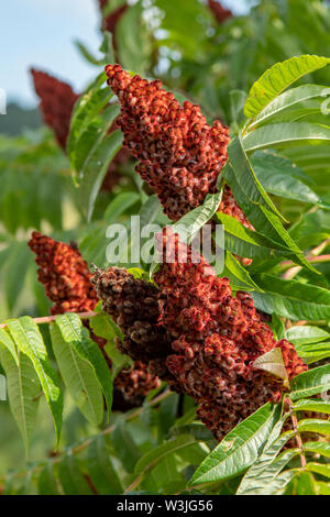 Rhus typhina Vinaigrier, Banque D'Images