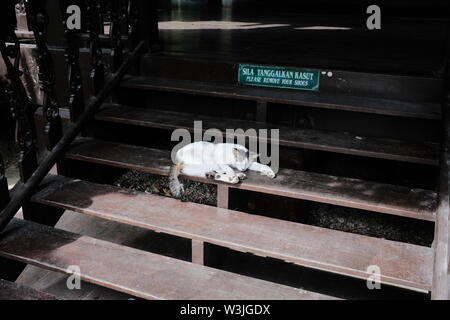 Chat dormant sur un escalier en bois Banque D'Images