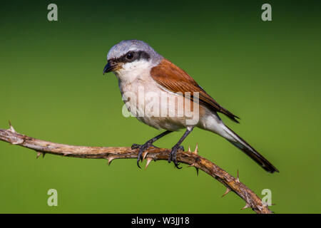 Red-cuit, Neuntöter pie-grièche grise (Lanius collurio) Männchen Banque D'Images