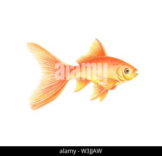 Poisson D Or Aquarelle Vector Isoles Les Petits Poissons Sur Fond Blanc Image Vectorielle Stock Alamy