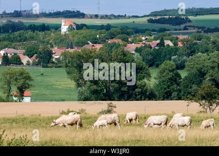 Troupeau de vaches paissant dans la campagne avec les collines, les arbres et village avec des maisons sous le ciel avec les nuages Banque D'Images