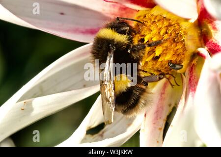 Bumblebee pollinisant une fleur Banque D'Images