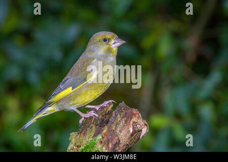 Verdier d'Europe, Grünfink (Carduelis chloris) Männchen Banque D'Images