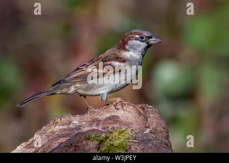 Haussperling (Passer domesticus) Männchen Banque D'Images