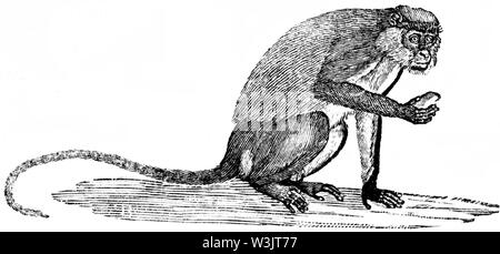 Couper du bois gravé, illustration tirée de 'Thomas Bewick 'une Histoire générale de quadrupèdes", publié par T. Bewick, Longman et Co. Imprimé par Edward Banque D'Images