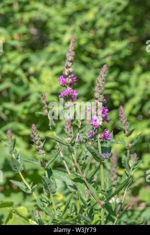 Hauteur des pointes de fleurs pourpre-Salicaire commune / Lythrum salicaria poussant dans un sol humide (juin). Une fois une plante médicinale utilisée en phytothérapie. Banque D'Images