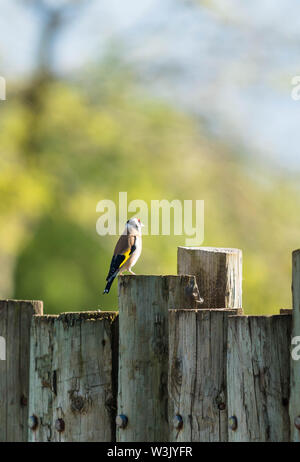 Chardonneret (Carduelis carduelis) perché sur clôture en bois, Chester Cheshire England UK. Mai 2019. Banque D'Images