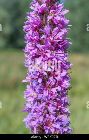 Macro close-up de la salicaire pourpre, Lythrum salicaria / tête de fleurs poussant dans un sol humide (juin). Une fois une plante médicinale utilisée en phytothérapie. Banque D'Images