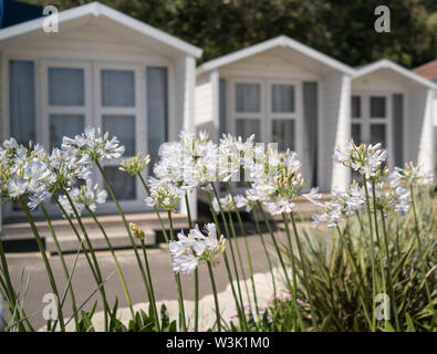 Agapanthus blanc avec cabines de plage derrière Banque D'Images