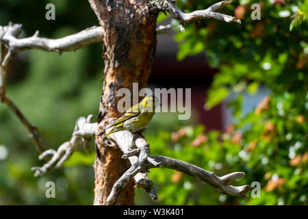 Spinus spinus Siskin () assis sur une branche de pin sec avec feuillage vert en arrière-plan, photo du nord de la Suède. Banque D'Images