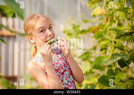 Adorable petite fille récolte des concombres et tomates en serre. Banque D'Images