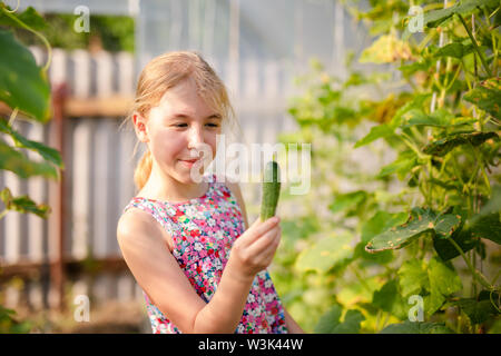 Adorable petite fille récolte des concombres et tomates en serre. Banque D'Images