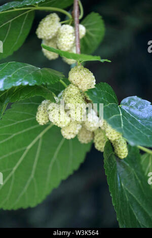Les feuilles de mûrier blanc frais et sur les branches d'arbres Banque D'Images