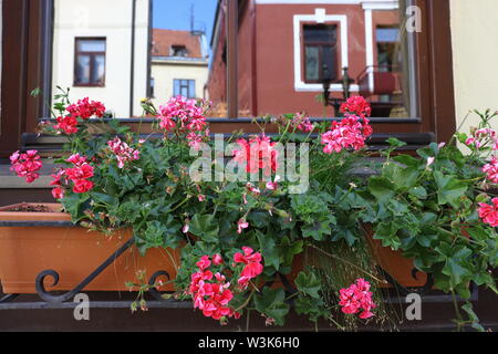 Pot de géraniums sur le rebord de la vieille ville de Kaunas avec un reflet des maisons dans la fenêtre. L'Europe orientale, des États baltes, tourisme, monument, h Banque D'Images