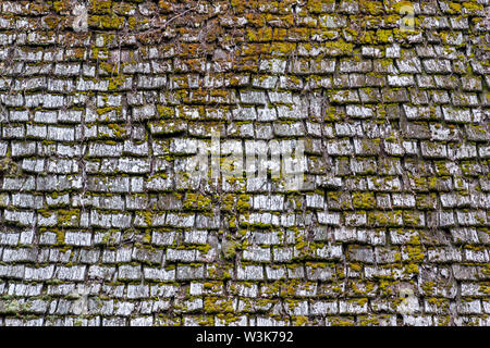 Vieux bois avec surface de toit vert mousse texture de fond sur elle Banque D'Images