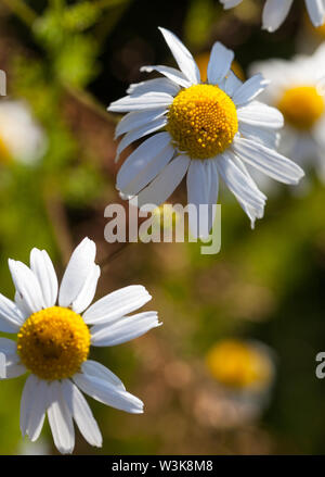 Camomille matricaire inodore Matricaria perforata, ou Tripleurospermum ...