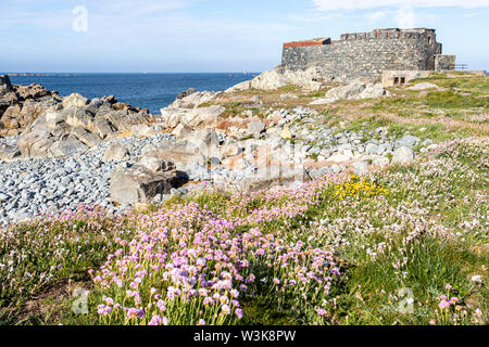 Sea thrift ou rose de la mer sur la côte à côté de Fort Doyle - construit au début du 19ème C comme protection contre une invasion française., Fontenelle Bay, Guernsey, Royaume-Uni Banque D'Images