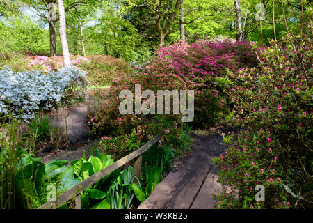 Pont en bois avec main courante au-dessus de l'eau entourée de buissons à fleurs, Isabella Plantation, Richmond Park, Surrey, Angleterre, Royaume-Uni Banque D'Images